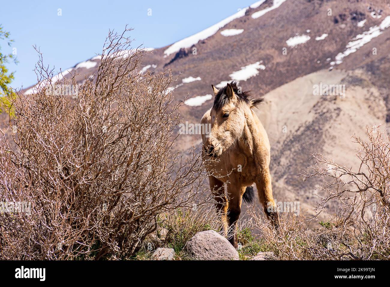 A horse standing against the Andes covered in snow in Mendoza
