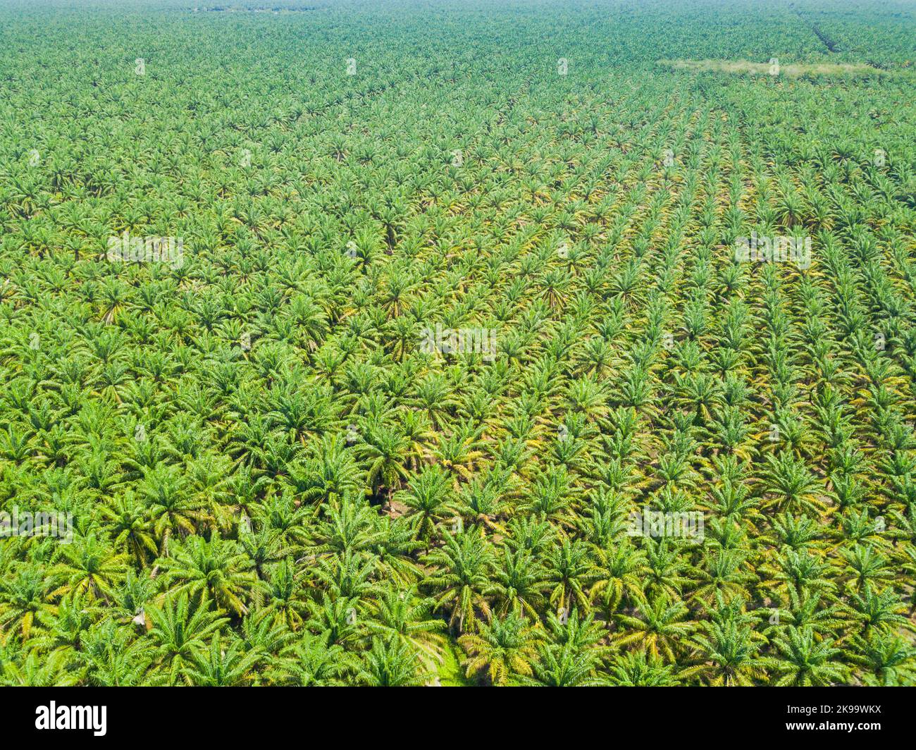 Birds eye view palm hi-res stock photography and images - Alamy