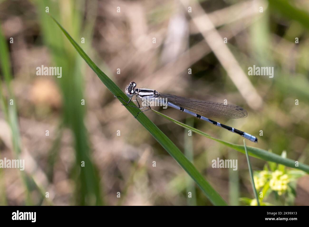 The macro view of a common blue damselfly on a thin green leaf Stock ...