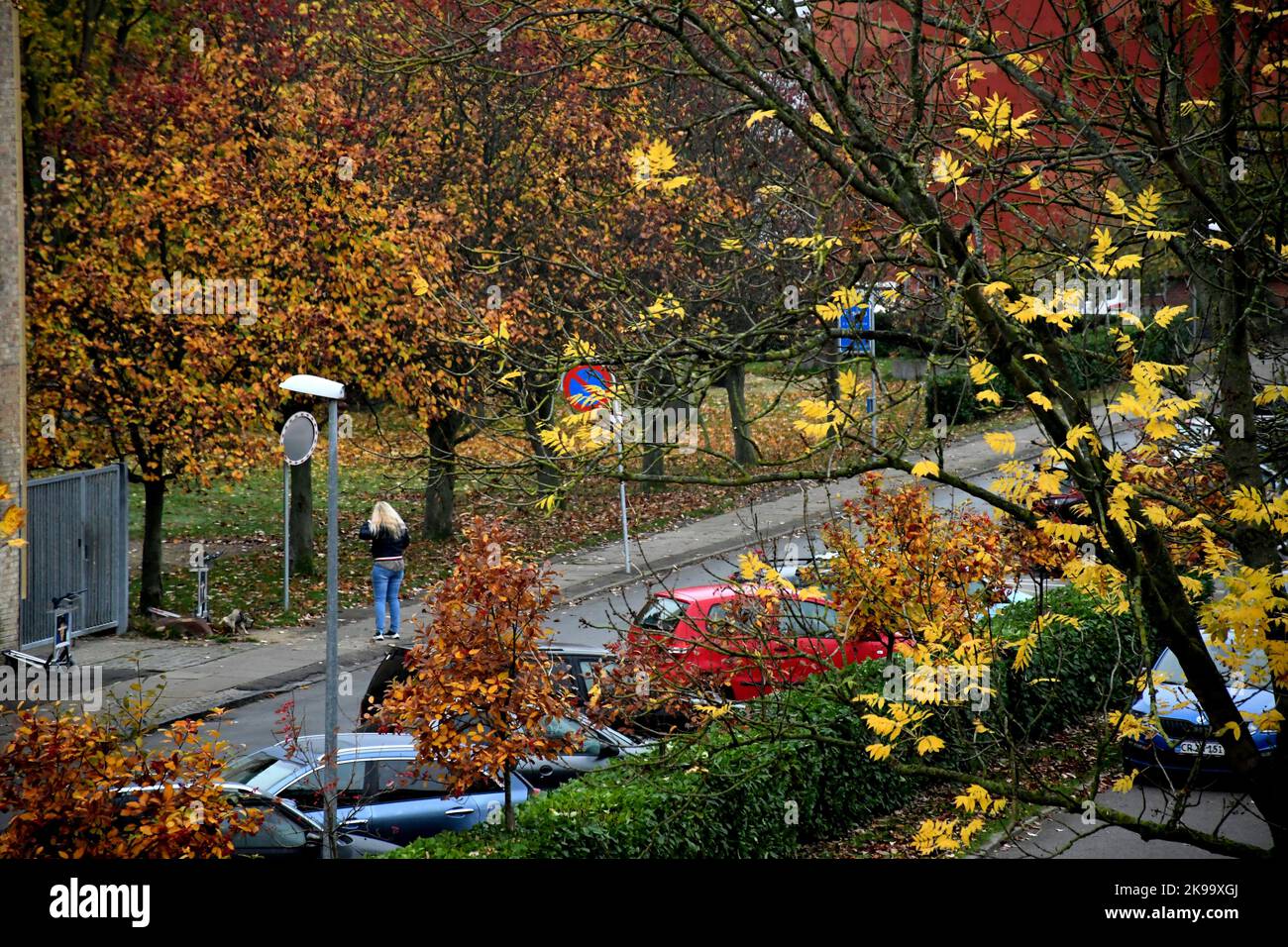 Copenhagen/Denmark/26 October 2022/Autumn or fall colour of tree and ...