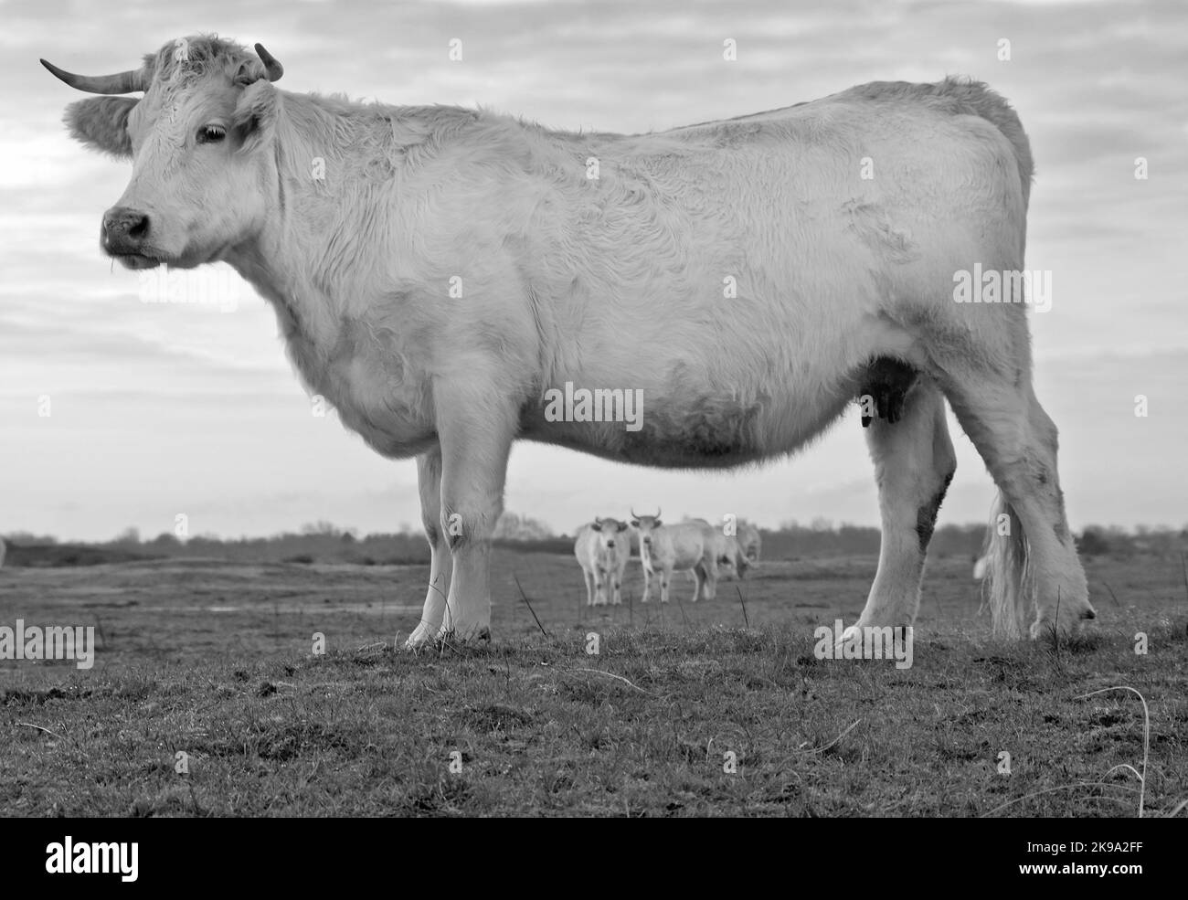 White cows in Dutch grass landscape the Netherlands Stock Photo - Alamy