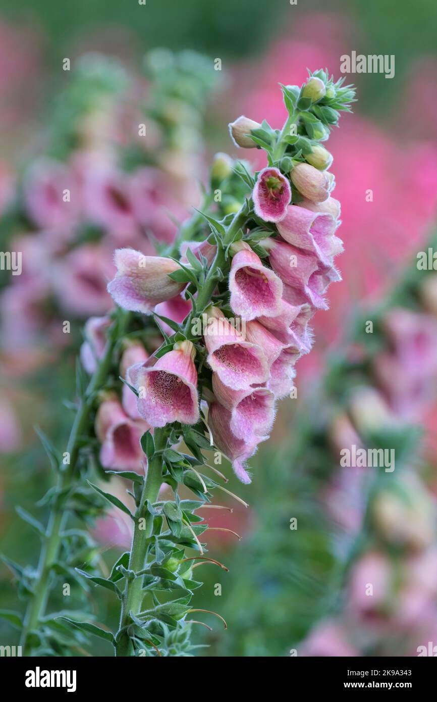 Digitalis × mertonensis foxglove, Strawberry Foxglove, dusky pink