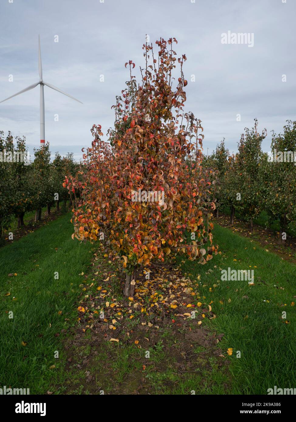 Pear tree in an orchard with autumn leaves and a wind turbine in the background Stock Photo