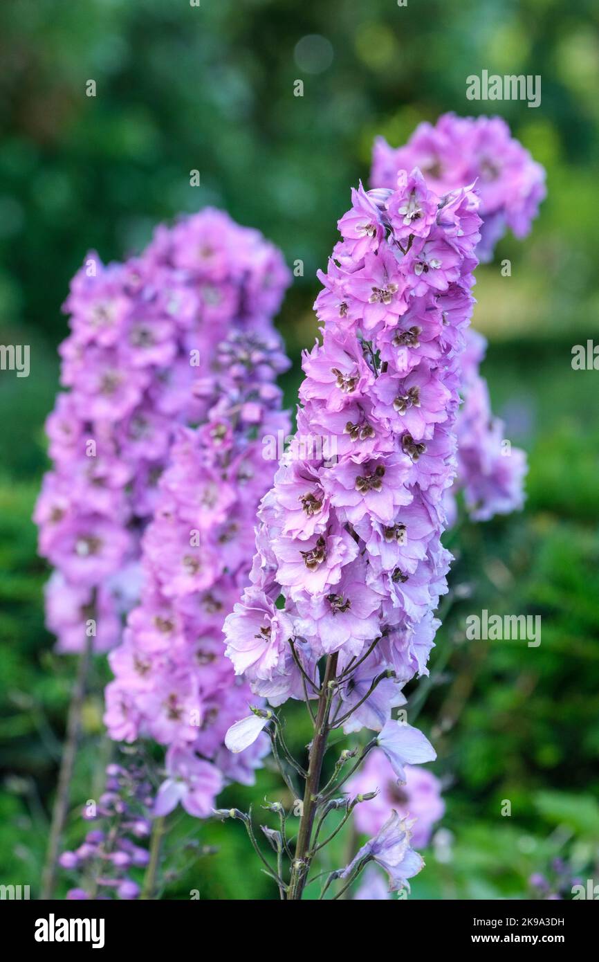 Delphinium Dusky Maidens Group, Delphinium elatum Dusky Maidens. New Millennium Series Herbaceous perennials, semi-double, dusky pink flowers Stock Photo