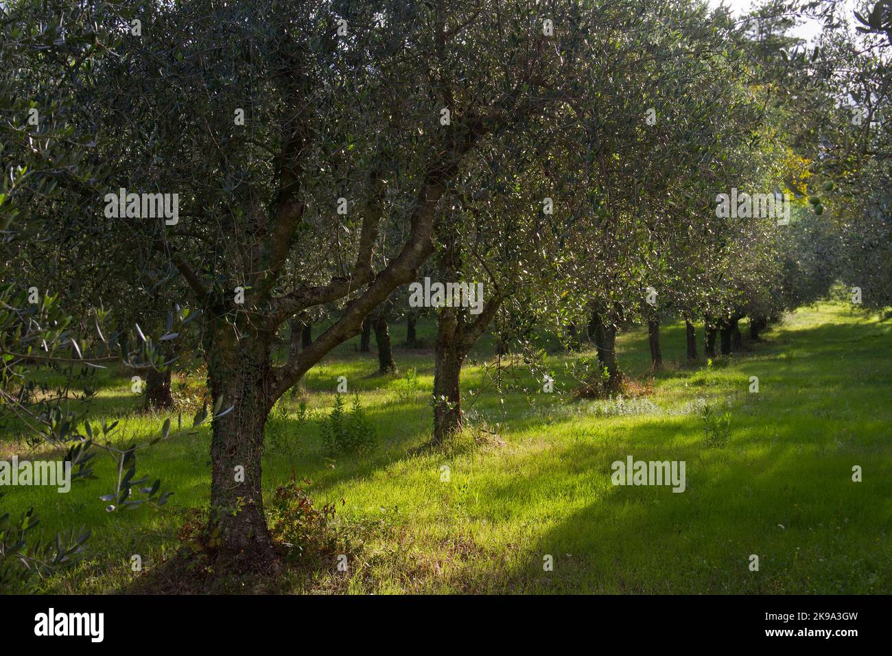 View in Olive orchard, trees in rows, sunspots on the ground Stock Photo