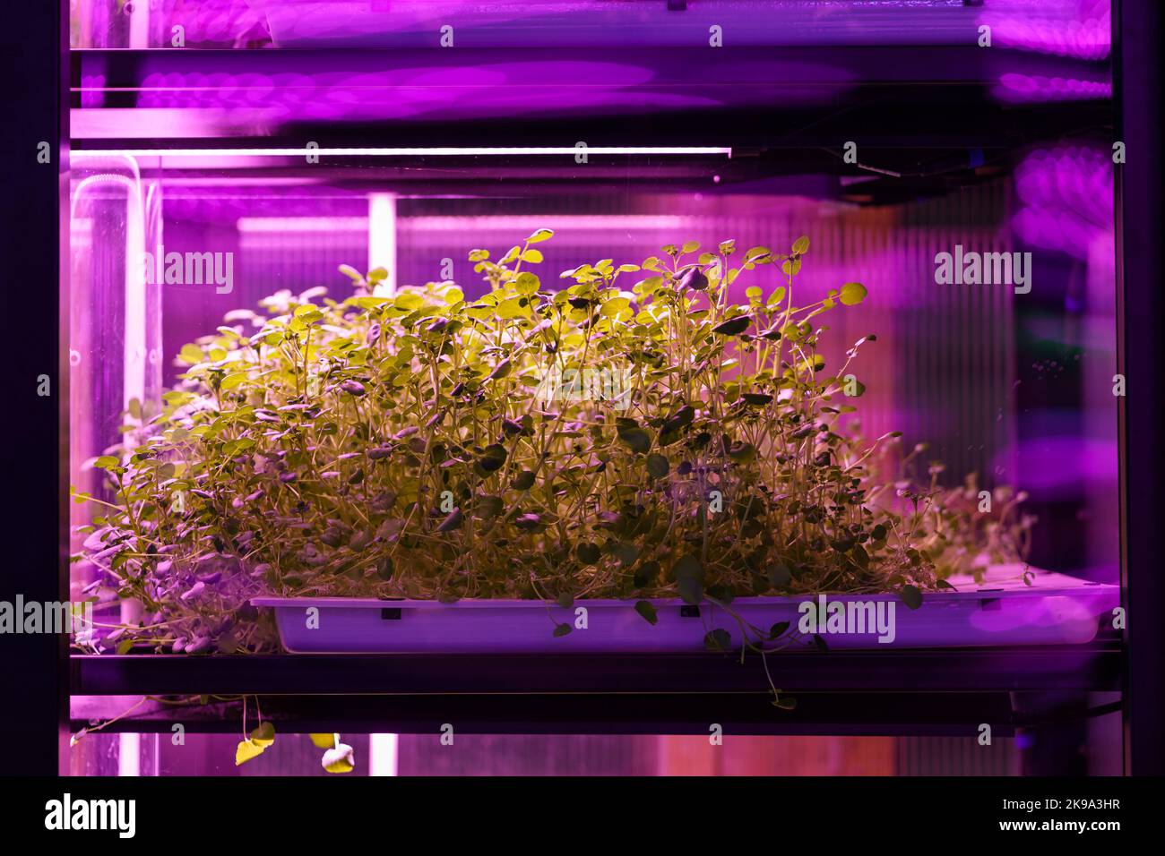 Salad grow in vertical farm under ultraviolet UV plant lights for