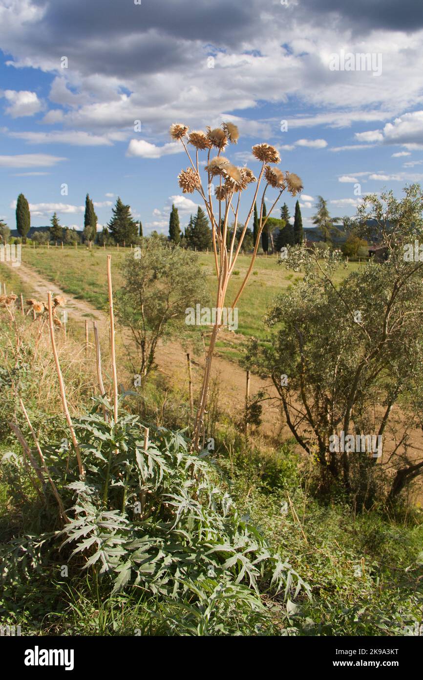 Ripe Cardoon plant in Italian landscape, tall, seadheads both soft and spiny Stock Photo