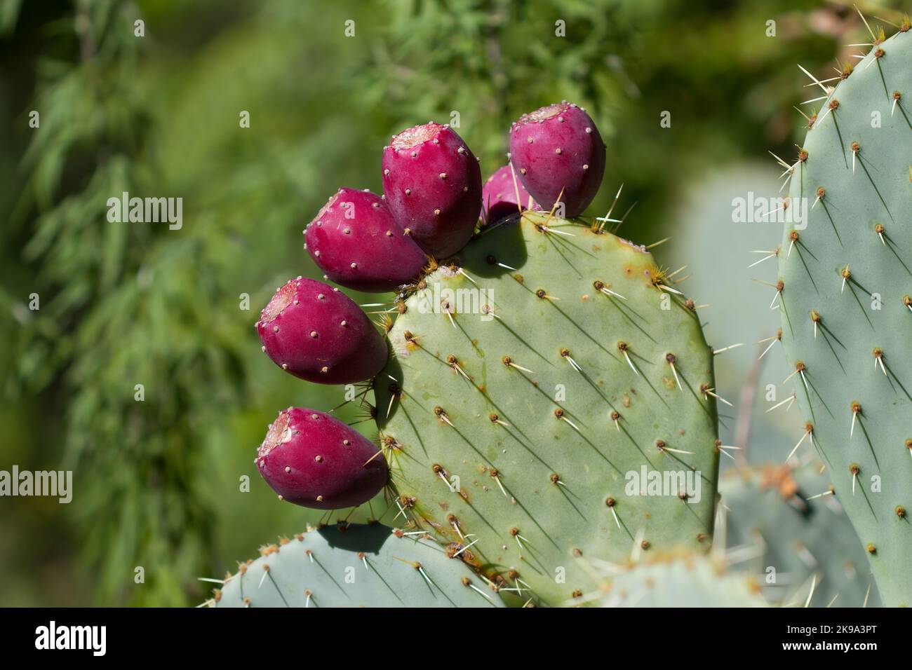 Closeup of Prickly pear cactus with nopales and red fruits Stock Photo