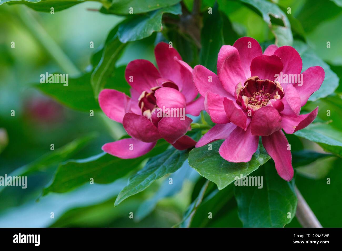 Calycanthus 'Aphrodite', sweetshrub 'Aphrodite', deciduous shrub with