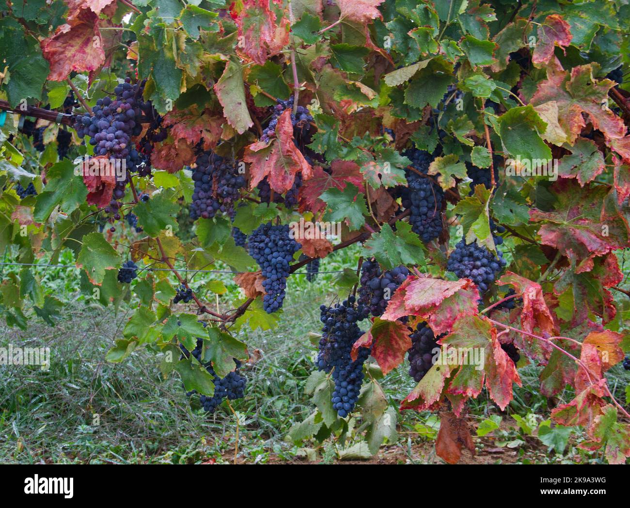 Bunches of blue grapes in a vineyard, leaves turn red-brown with approaching autumn Stock Photo