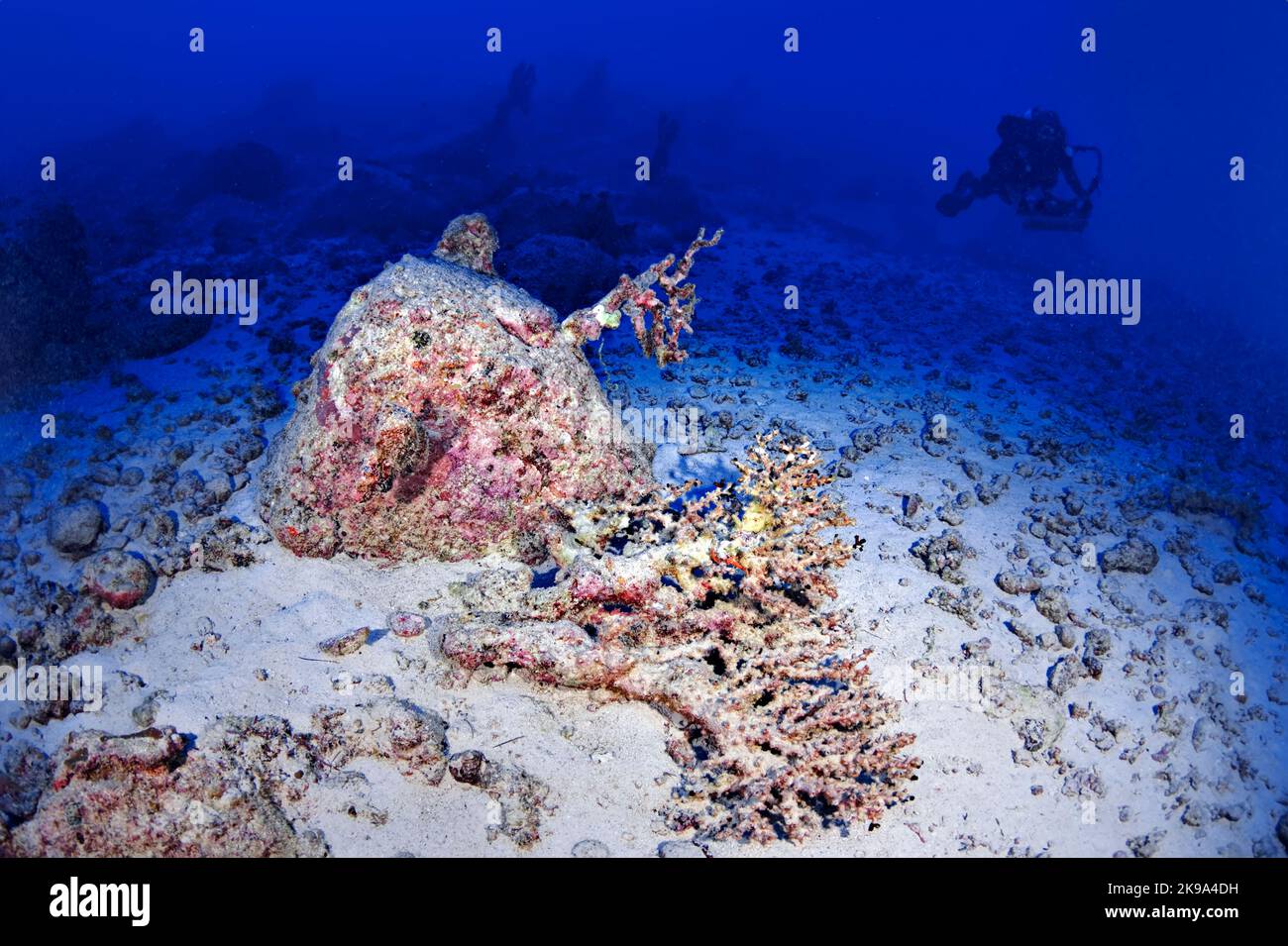 Effect of water pollution on coral hi-res stock photography and images ...