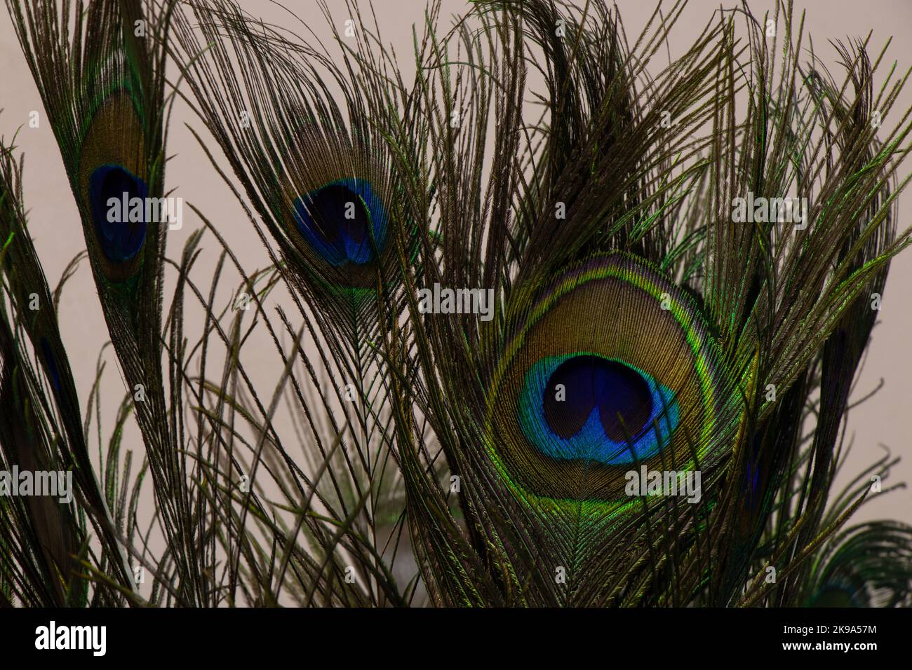 decorative peacock feather closeup as a decor Stock Photo Alamy