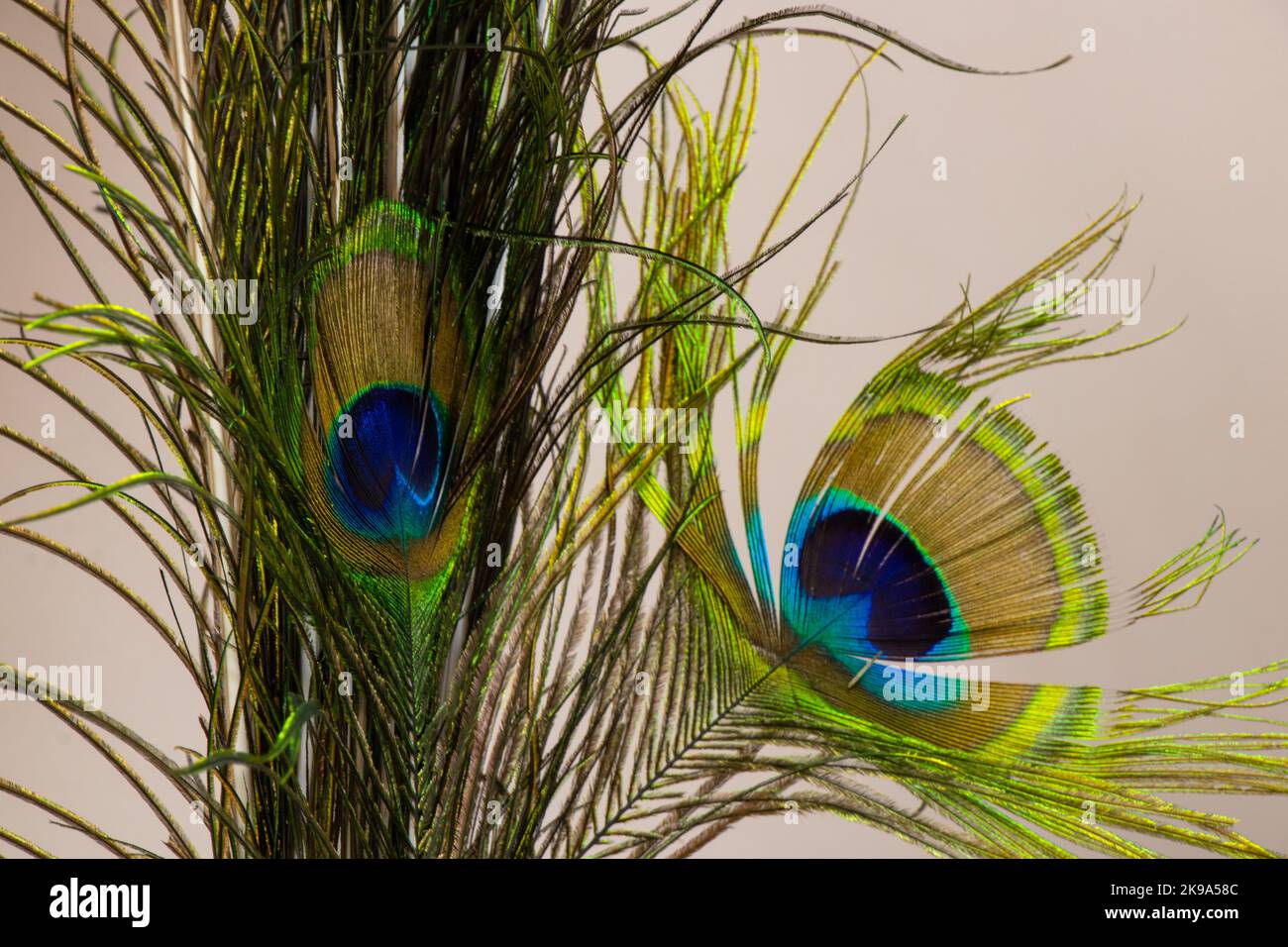 decorative peacock feather closeup as a decor Stock Photo Alamy