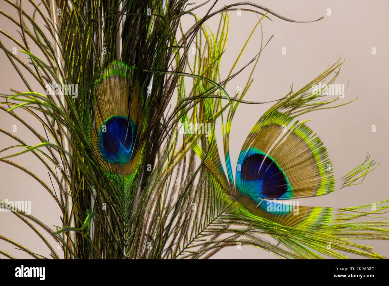 decorative peacock feather close-up as a decor Stock Photo