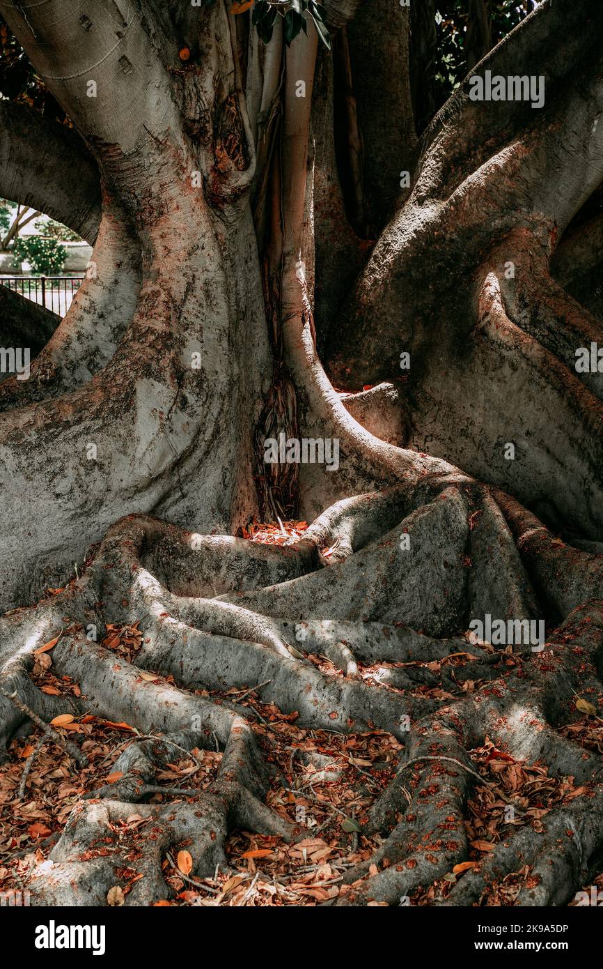 Magic autumn Moreton Bay Fig Tree in Balboa Park San Diego. Vertical