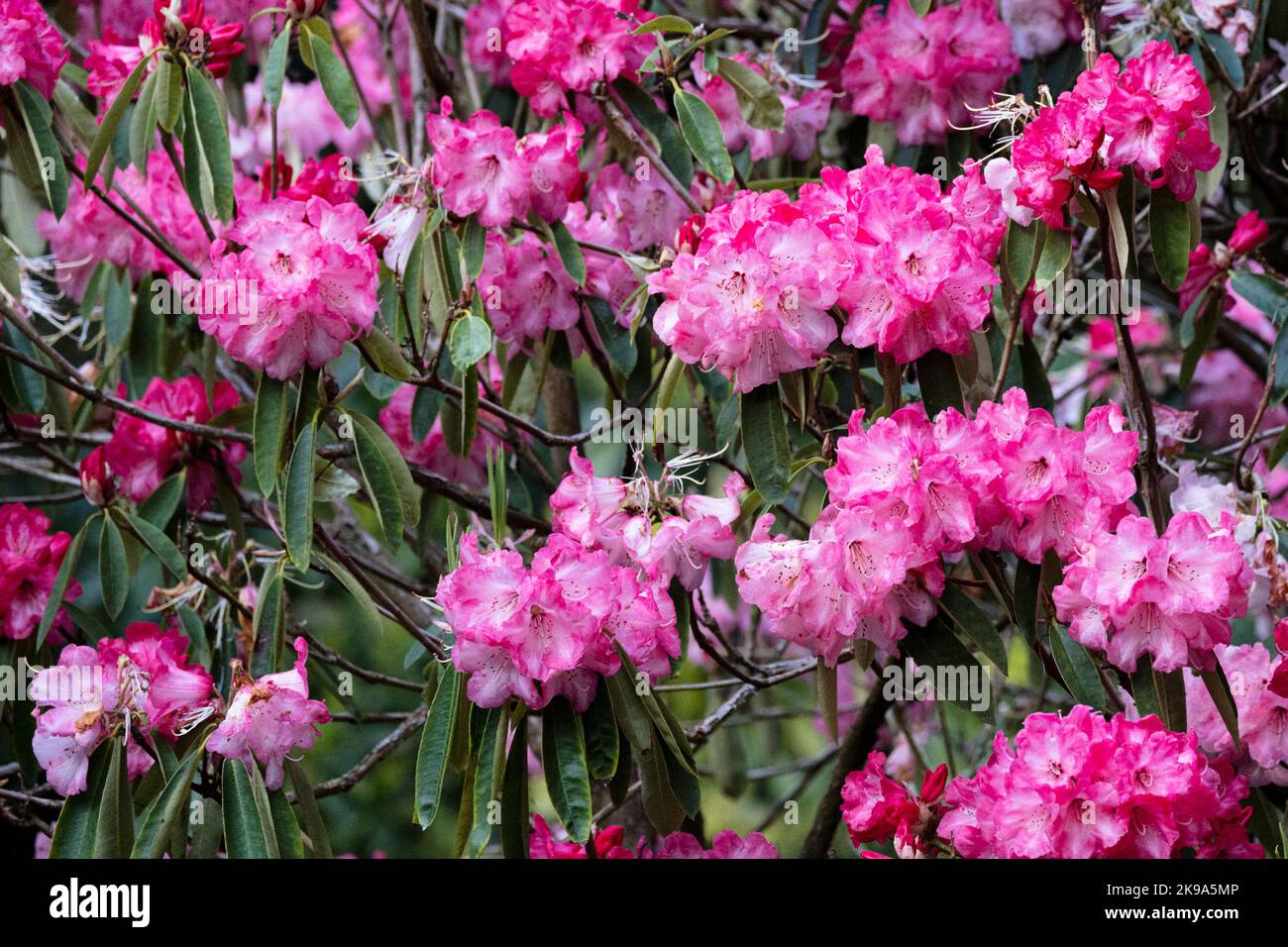 Rhododendron Glory of Penjerrick growing in a garden in Cornwall Stock Photo