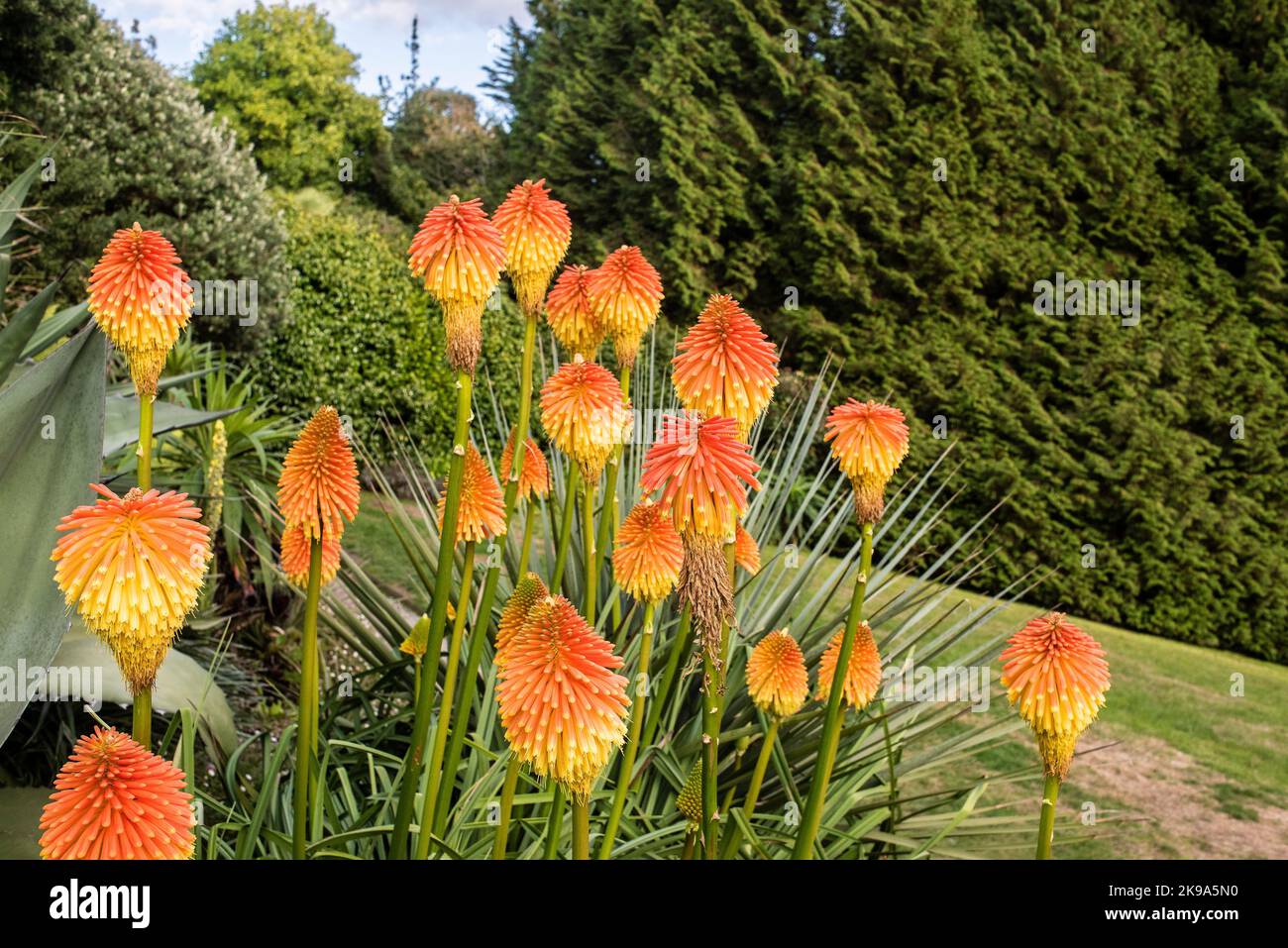 Spectacular Kniphofia rooperi in the subtropical Trebah Garden in