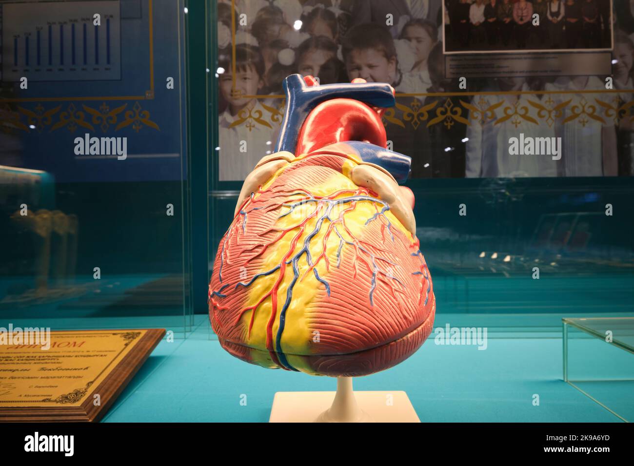 A model of an anatomically correct human heart, representing advanced