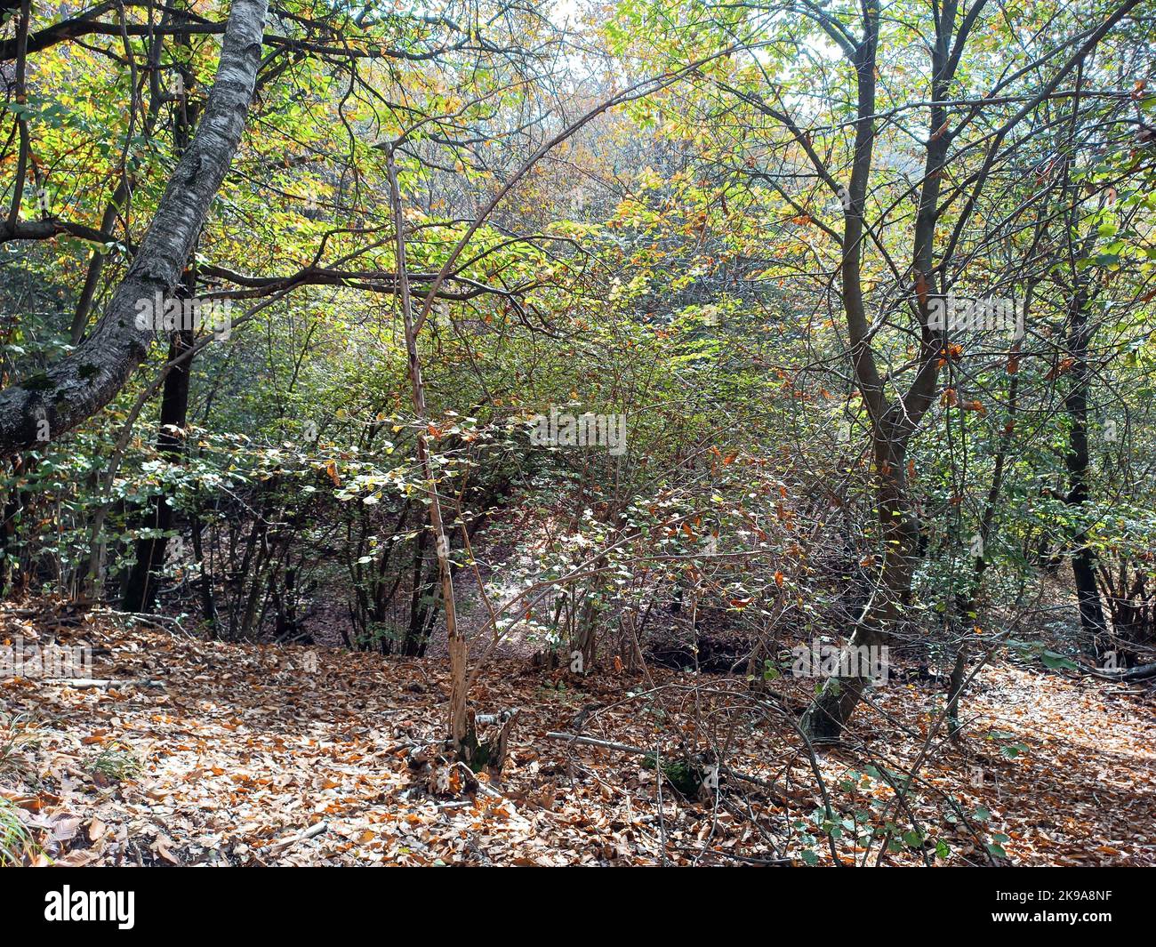 Thick growth hi-res stock photography and images - Alamy