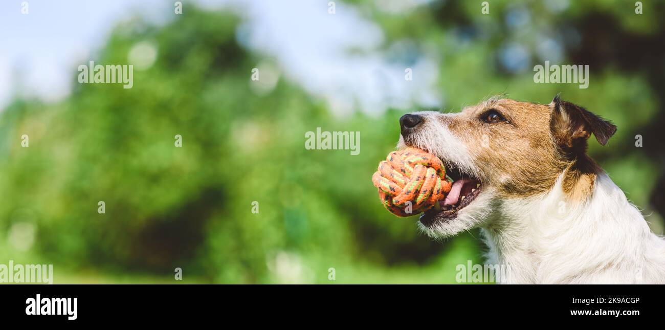 Dog holding in mouth toy ball playing outdoors Stock Photo