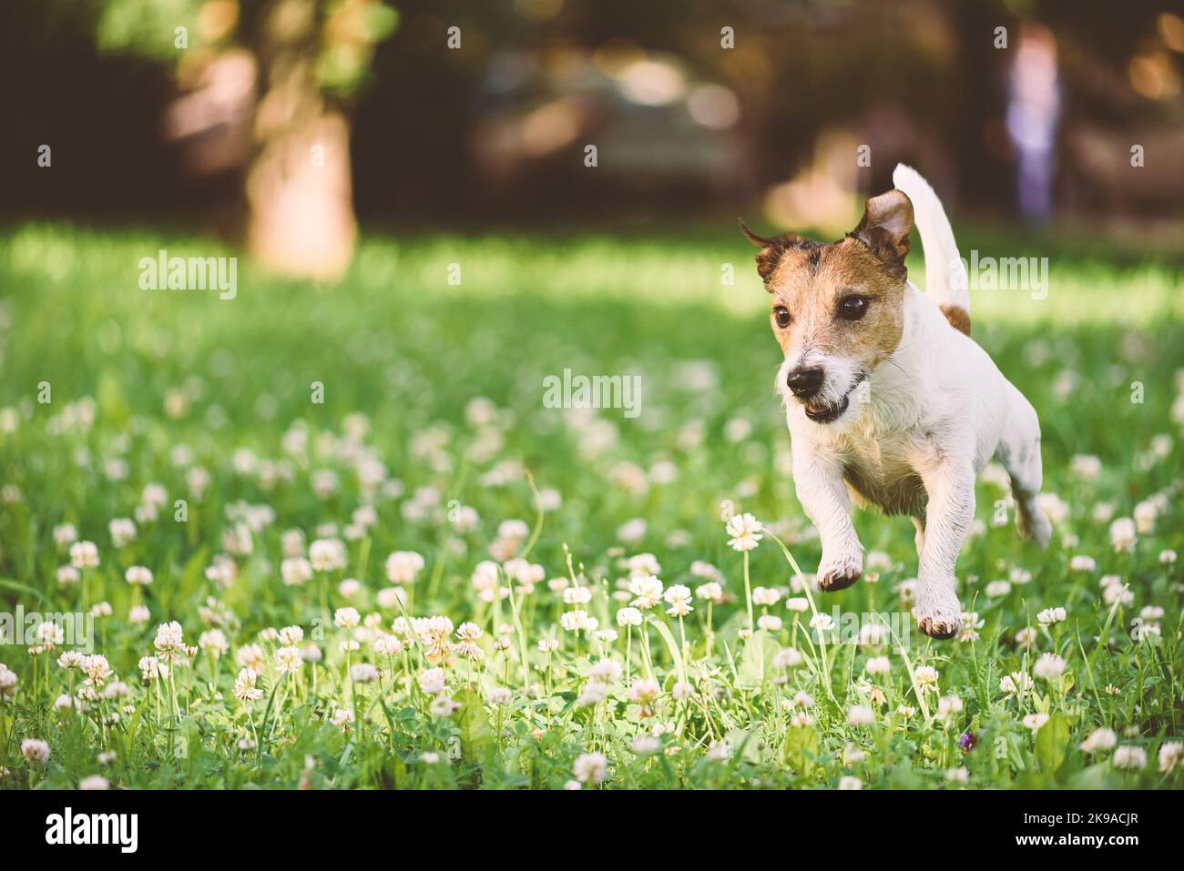 Healthy and active dog running outdoors at park lawn covered by blossom flowers and green grass Stock Photo