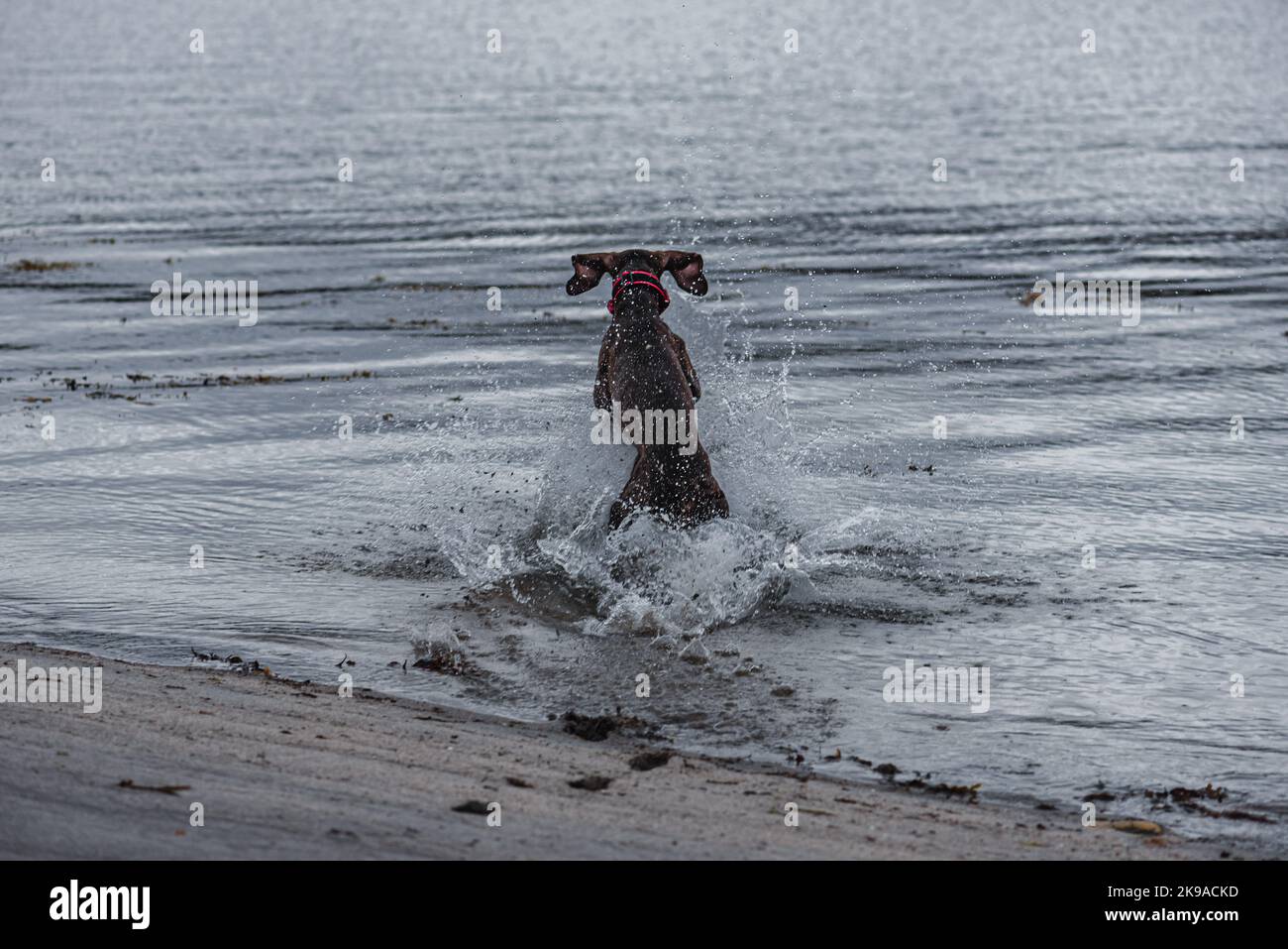Dog playing in water at sea beach on winter day Stock Photo