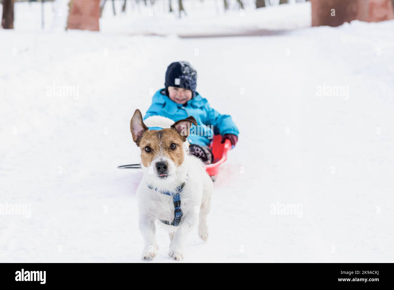 Happy kid sledges in park with small dog pulls sled on winter day Stock Photo