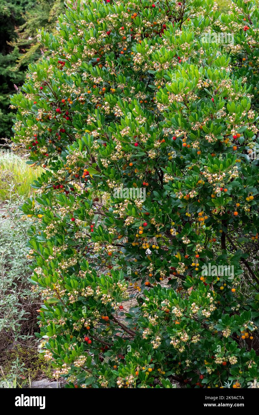 Shrubby, Killarney Strawberry Tree, Arbutus unedo Garden, Shrub Stock Photo