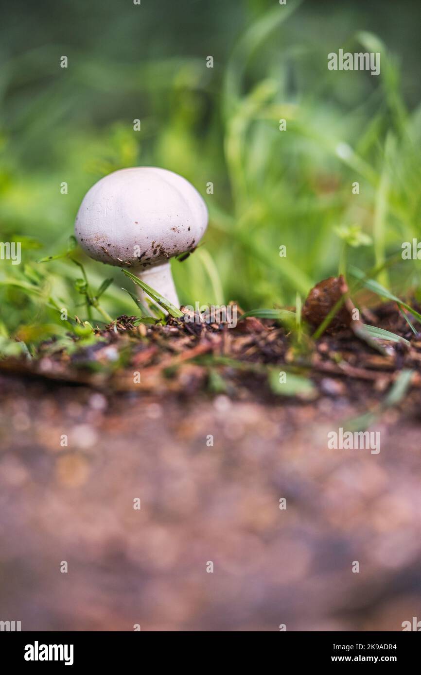 mushrooms in the forest during the mushroom picking season. white