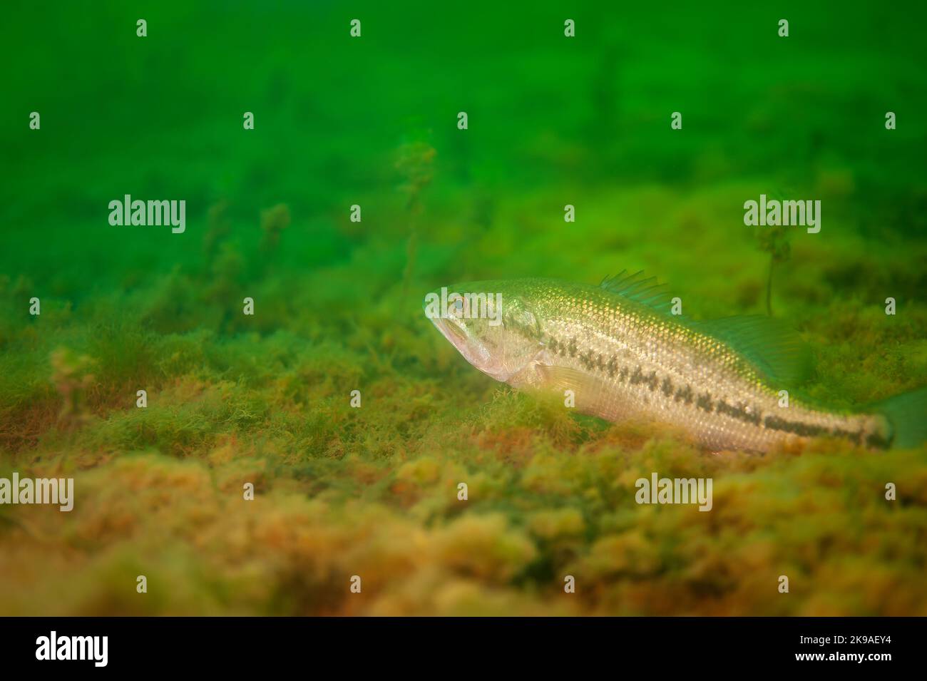 Smallmouth bass resting on the bottom of a Michigan inland lake ...