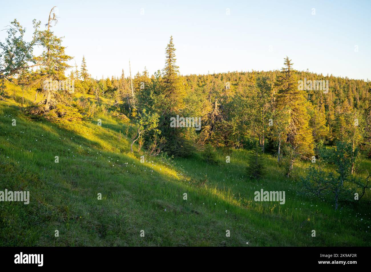 Slope bog on a steep hillside during a beautiful summer sunset in Riisitunturi National Park, Northern Finland. Stock Photo