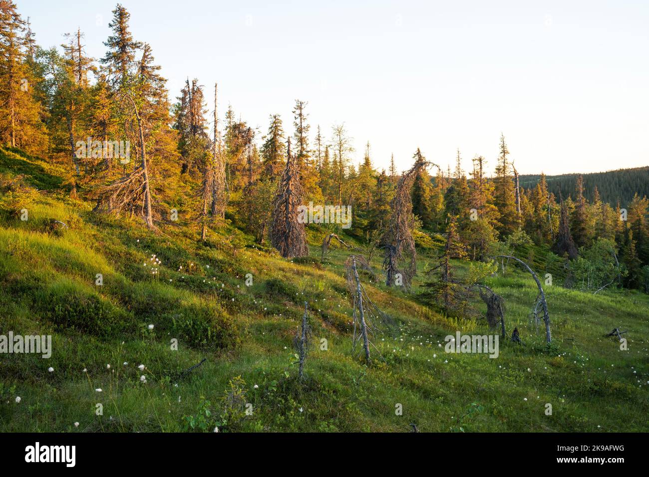 Slope bog on a steep hillside during a beautiful summer sunset in Riisitunturi National Park, Northern Finland. Stock Photo