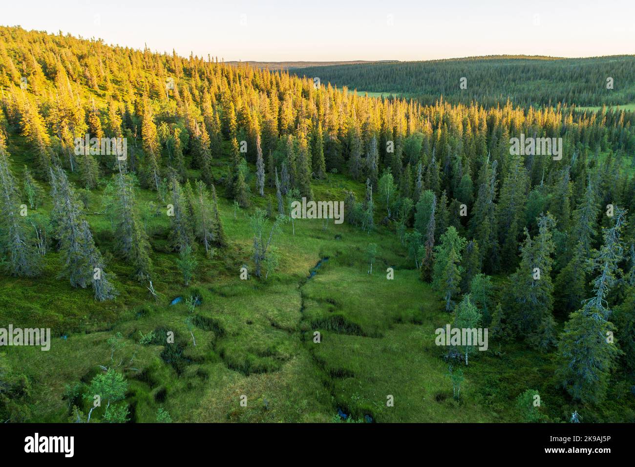 Summery old-growth taiga forest in Riisitunturi National Park, Northern  Finland Stock Photo - Alamy