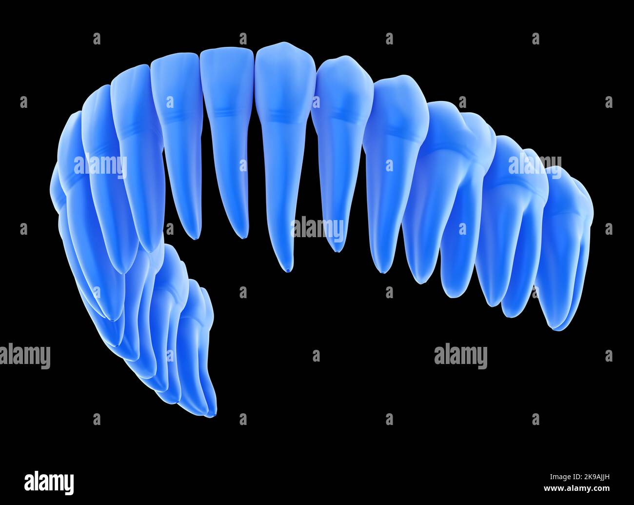 Dental Anatomy of mandibular human gum and teeth, xray view. Medically