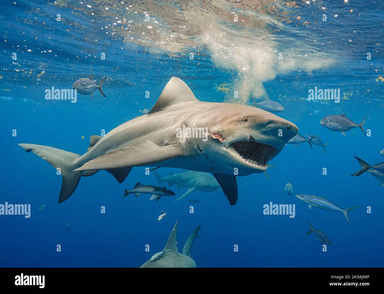 Shark fight hi-res stock photography and images - Alamy