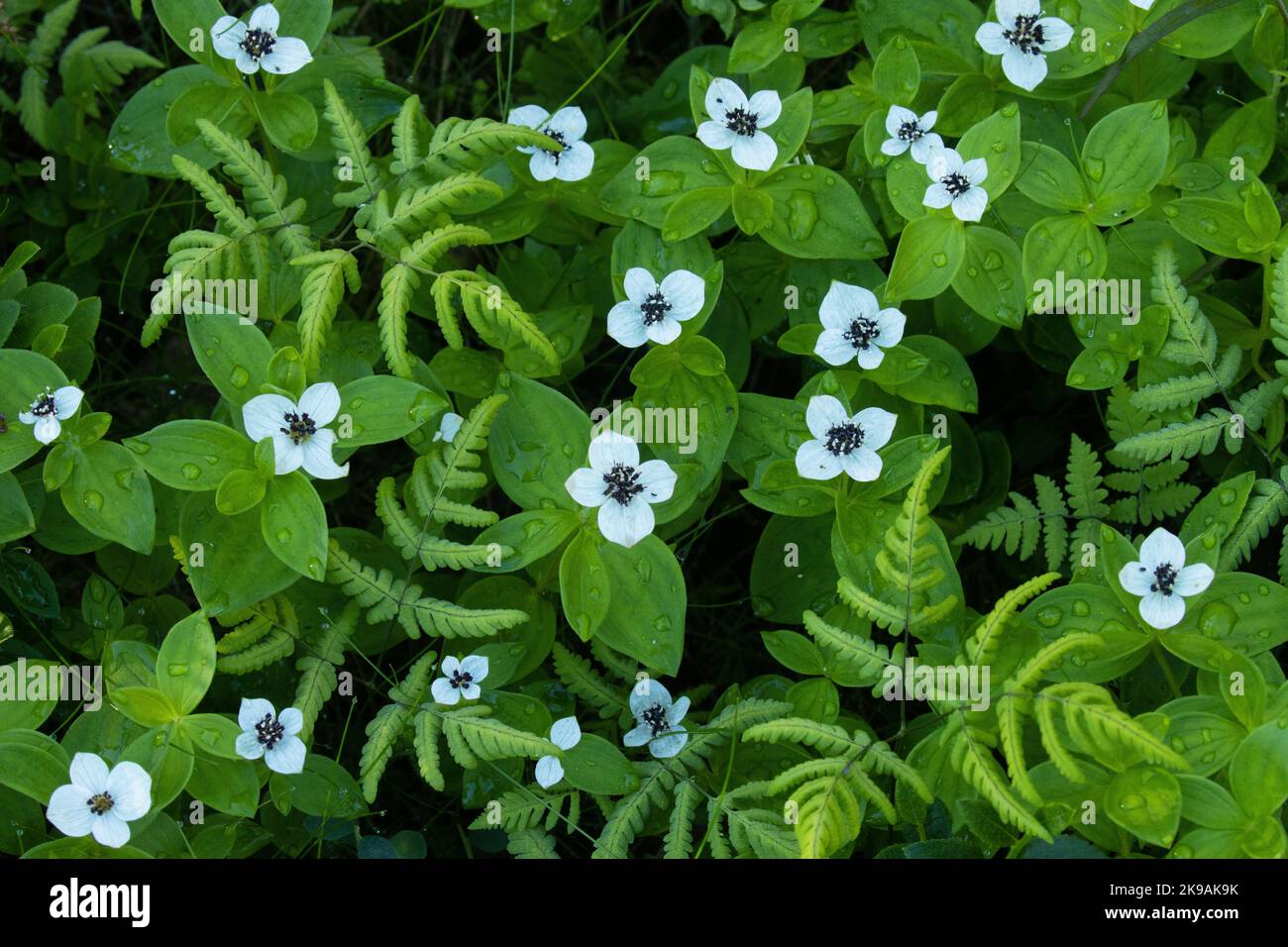 Blooming Dwarf cornel in a lush Finnish forest during summertime Stock Photo