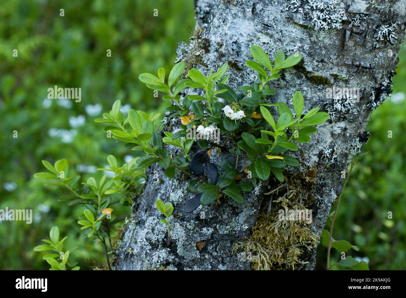 Flowering Lingonberry, Vaccinium vitis-idaea growing on and old tree near Kuusamo, Northern Finland Stock Photo