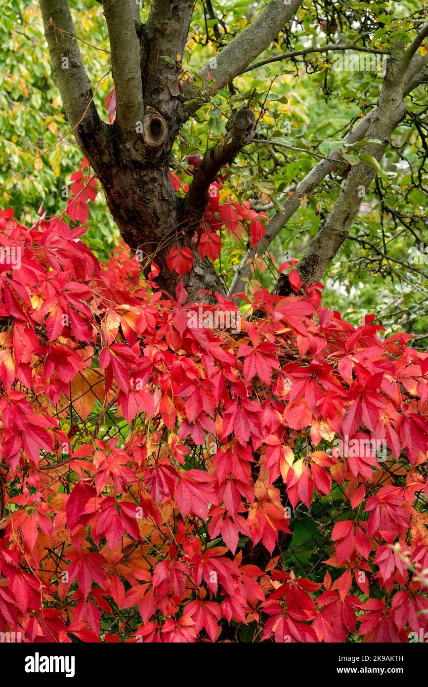 Five-Finger Ivy, Virginia Creeper, Five-Leaved Ivy, Virginia Woodbine, Red, Climbing, Plants, Climber plant on wire Autumn Climber in an orchard plot Stock Photo