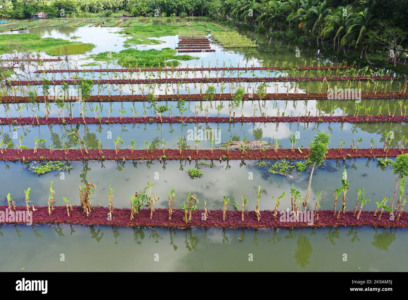Pirojpur, Bangladesh October 25, 2022 Bangladeshi Farmers are