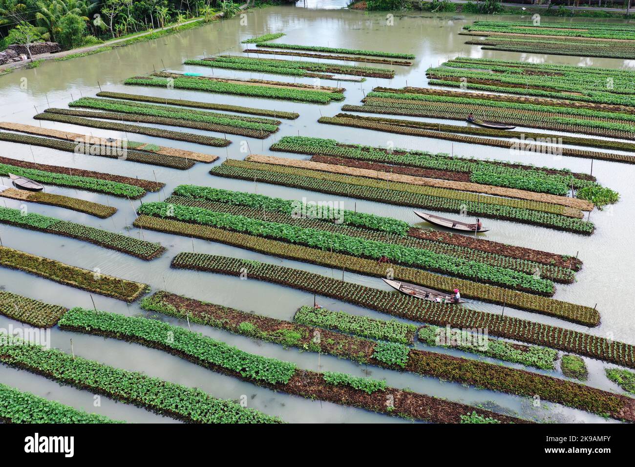 Pirojpur, Bangladesh October 25, 2022 Bangladeshi Farmers are