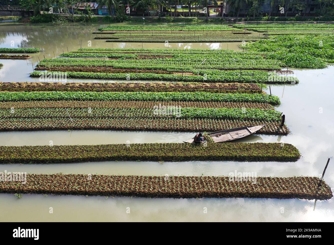 Pirojpur, Bangladesh October 25, 2022 Bangladeshi Farmers are