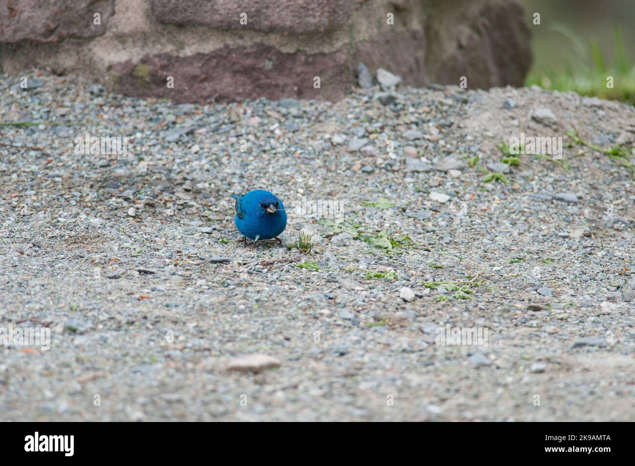 Indigo Bunting on the ground at a state park in PA Stock Photo
