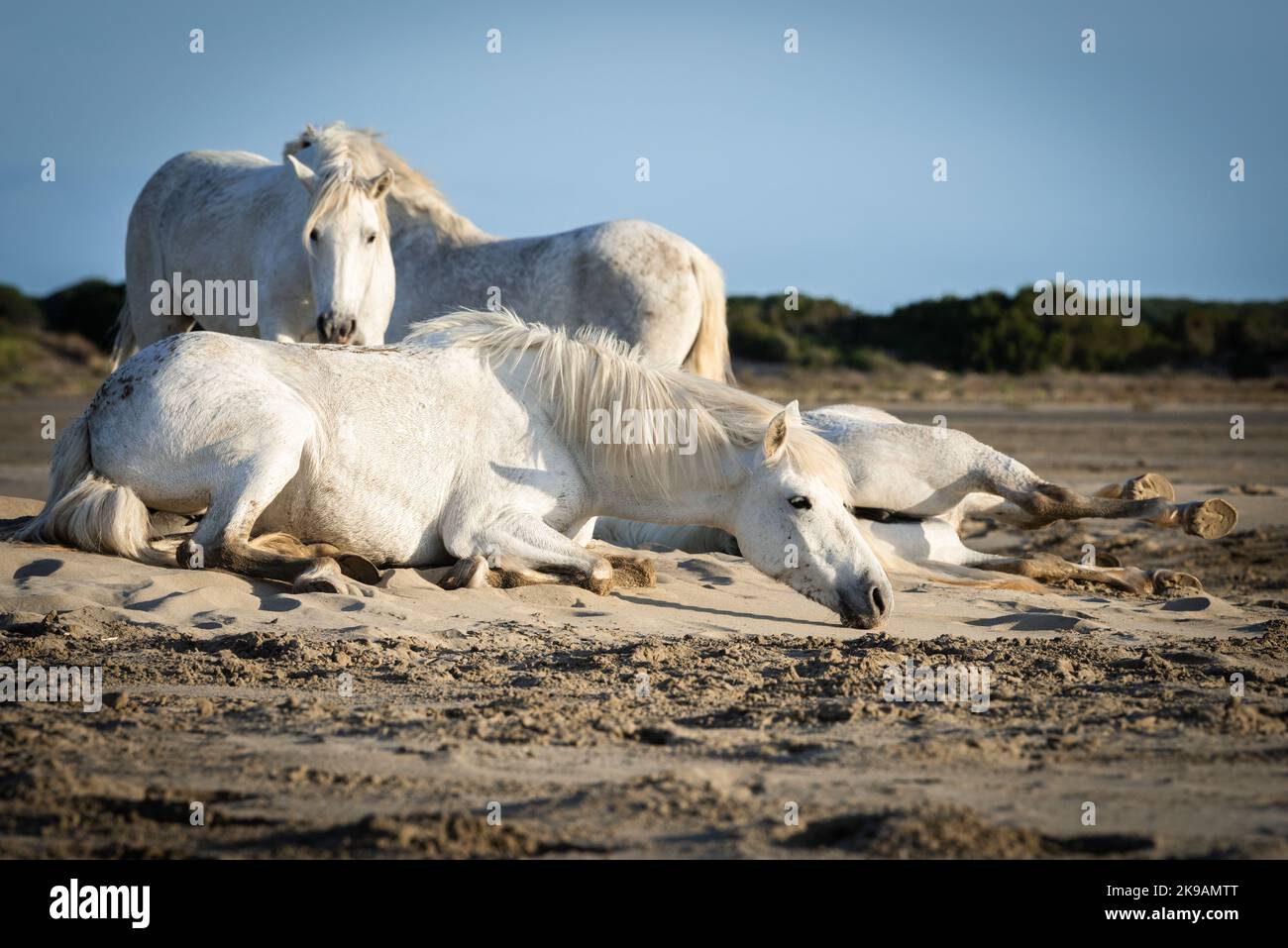 White horses are walking in the sand all over the landskape  of Camargue, south of France Stock Photo