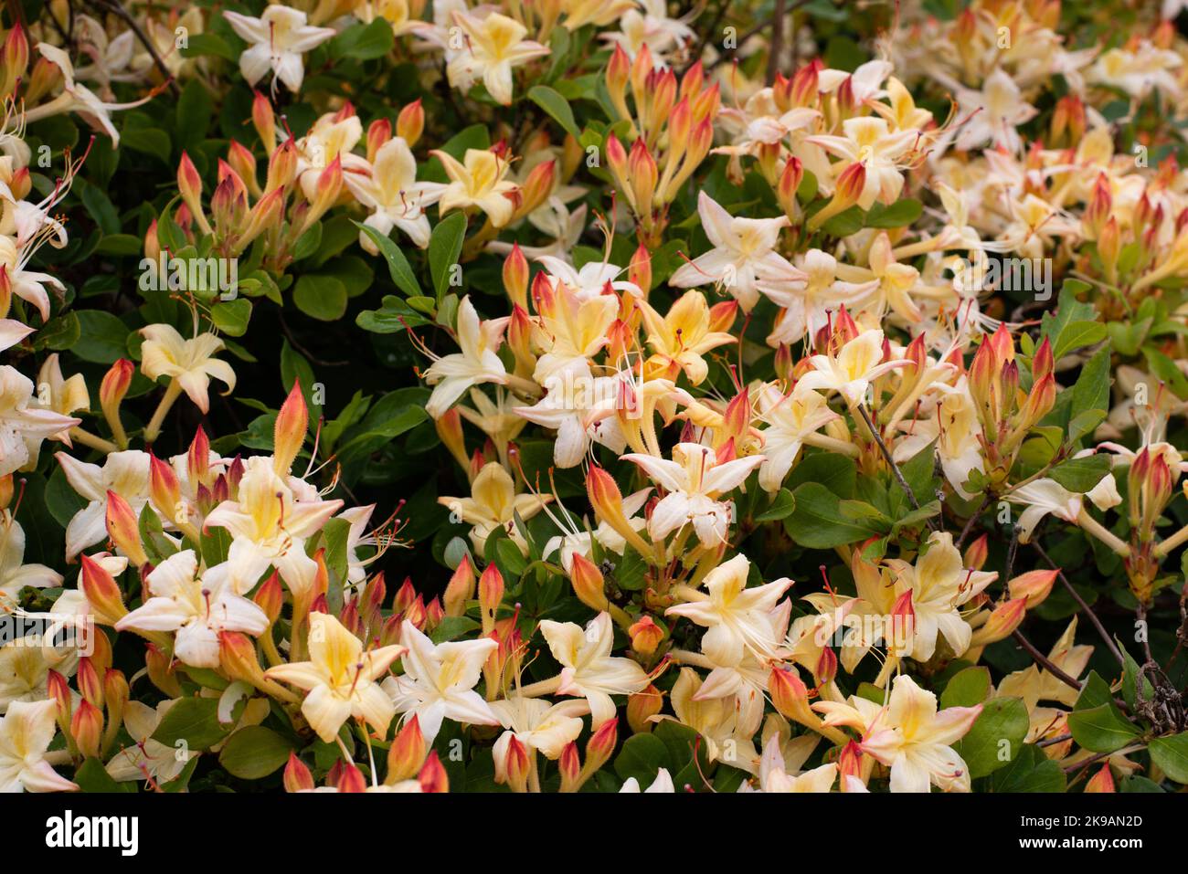 Photo taken at the National Botanic Garden Wales in July 2022 showing rhododendron lemon drop number 4023 Stock Photo