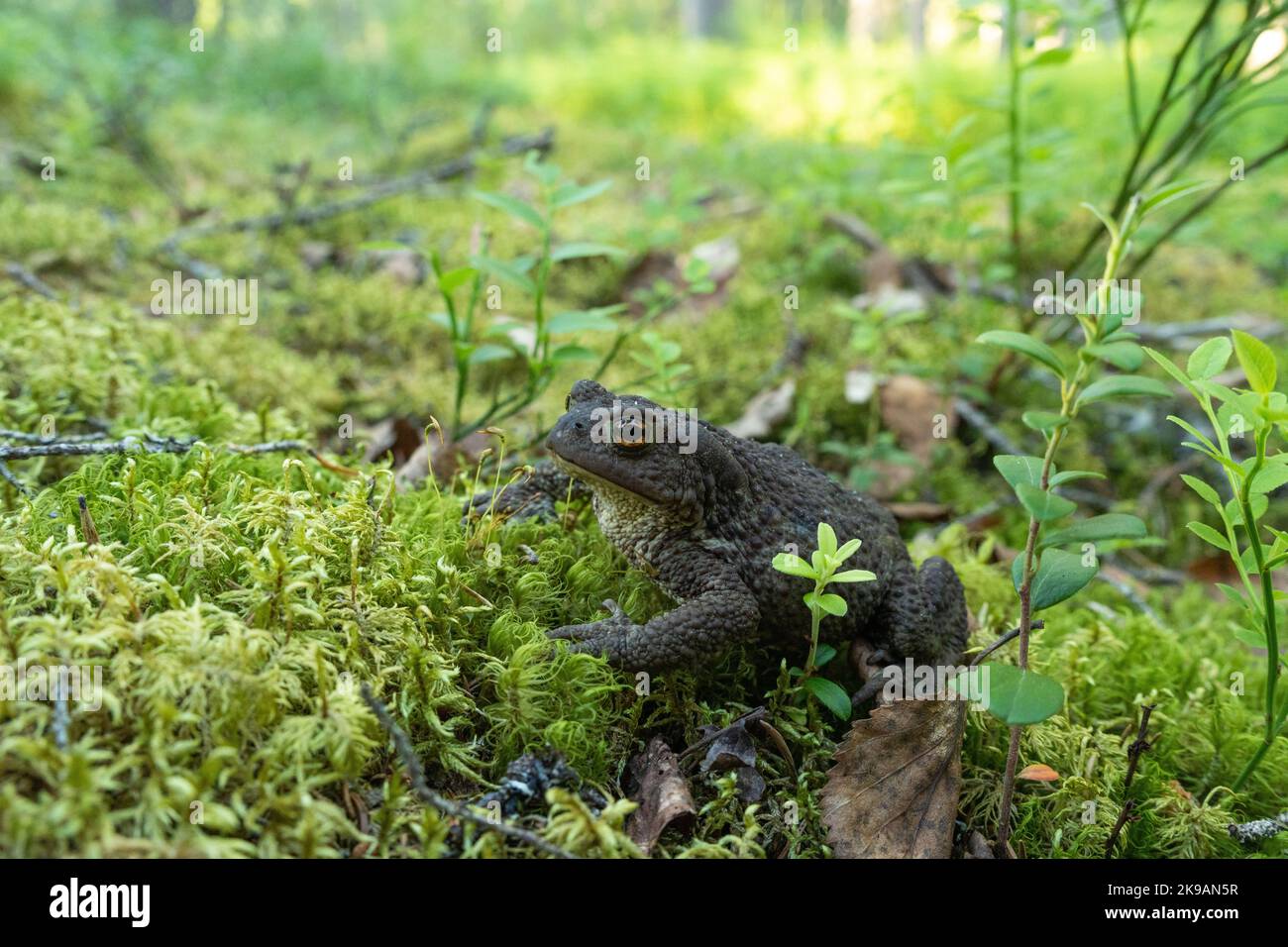 A large Common toad, Bufo bufo standing in a woodland environment in Närängänvaara protected forest near Kuusamo, Northern Finland Stock Photo