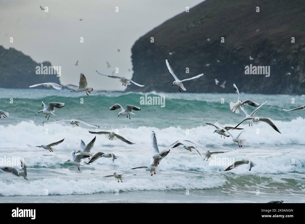 Polzeath, Cornwall, UK. 27th October 2022. UK Weather.  As big swells continue to hit the coast of cornwall, the rough seas have brought in bait fish resulting in a feeding frenzy from black headed gulls on the beach at Polzeath, North Cornwall. Credit Simon Maycock / Alamy Live News. Stock Photo