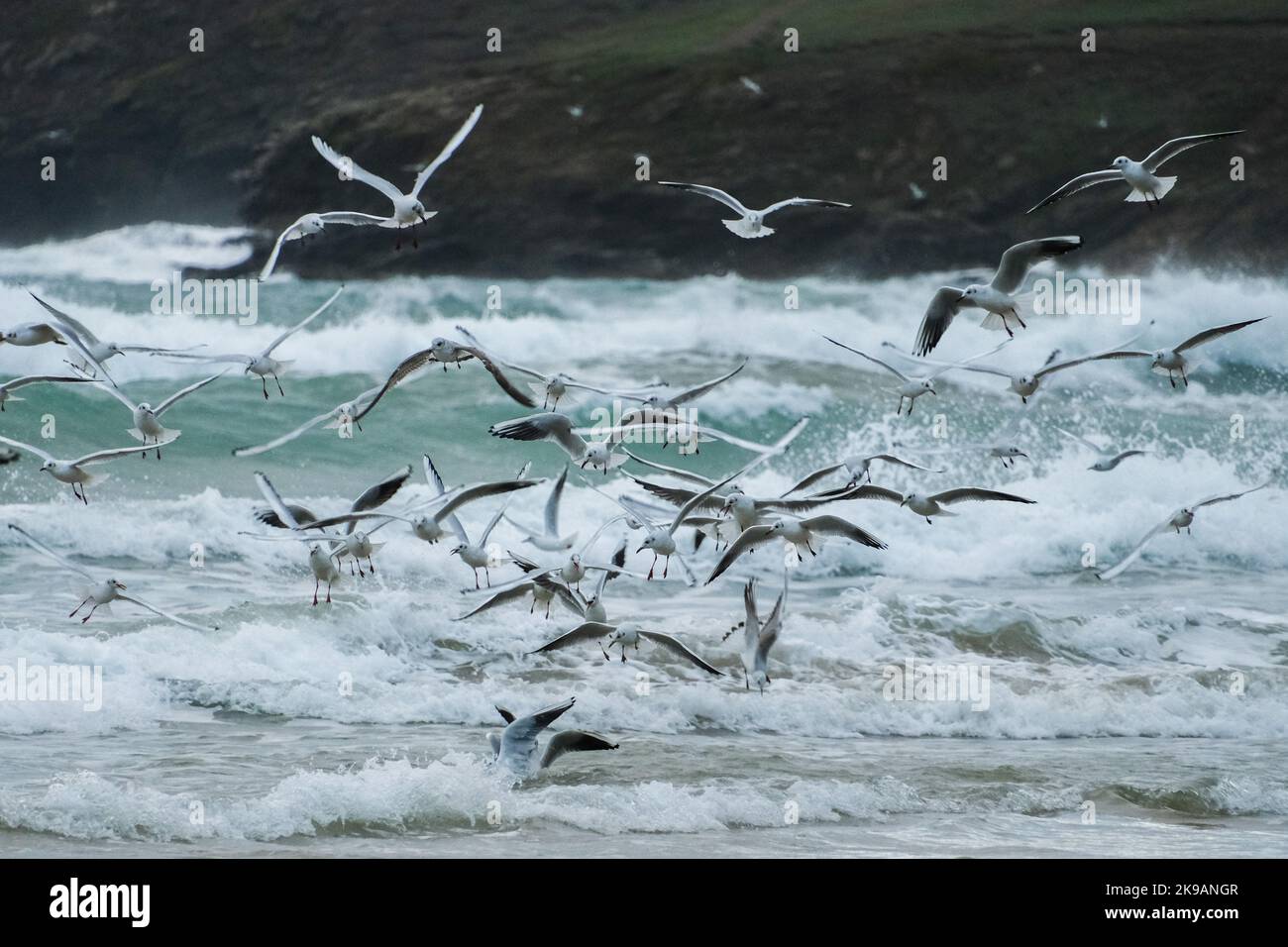 Polzeath, Cornwall, UK. 27th October 2022. UK Weather.  As big swells continue to hit the coast of cornwall, the rough seas have brought in bait fish resulting in a feeding frenzy from black headed gulls on the beach at Polzeath, North Cornwall. Credit Simon Maycock / Alamy Live News. Stock Photo