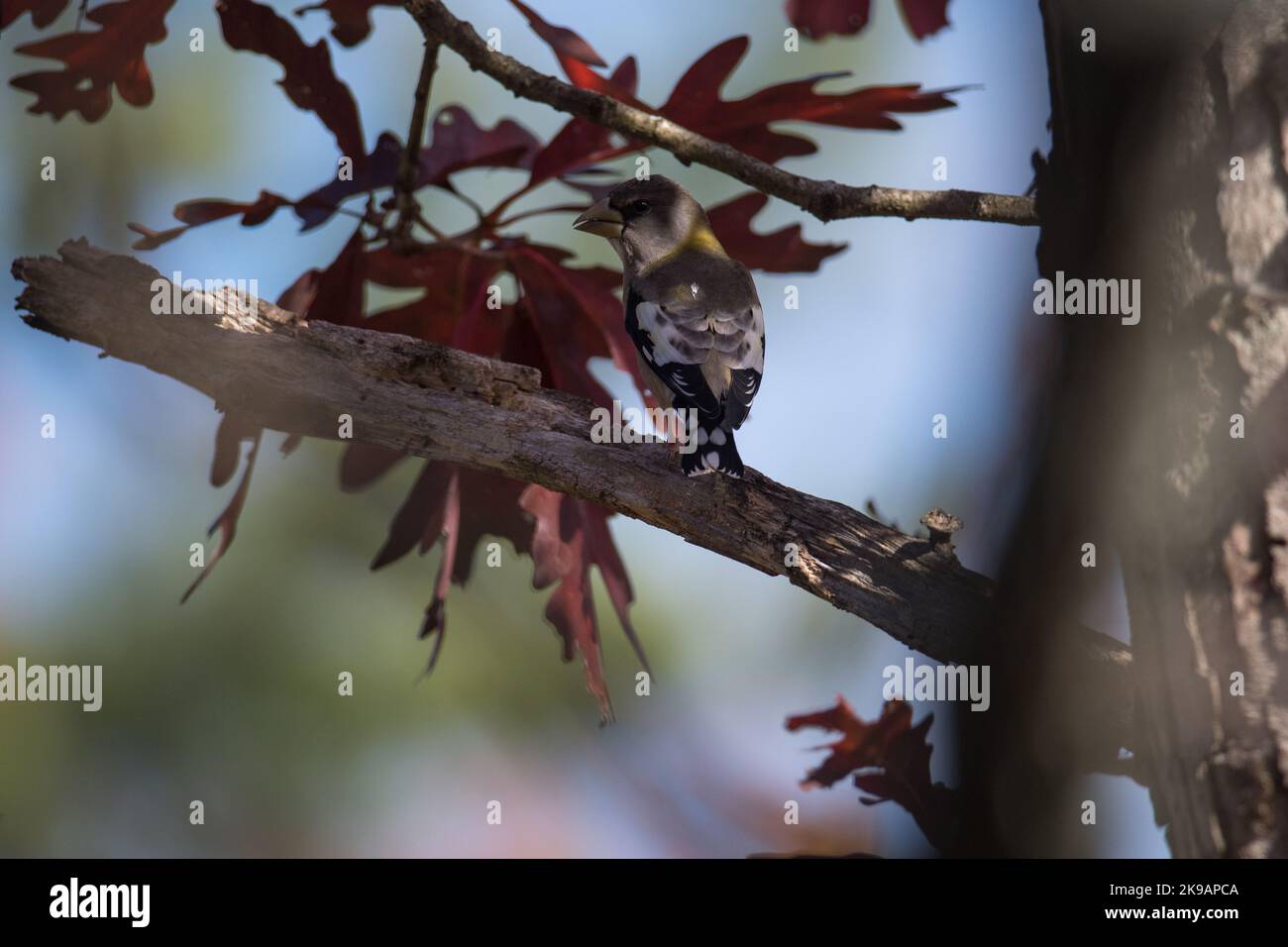 Female Evening Grosbeak perched in an oak tree Stock Photo