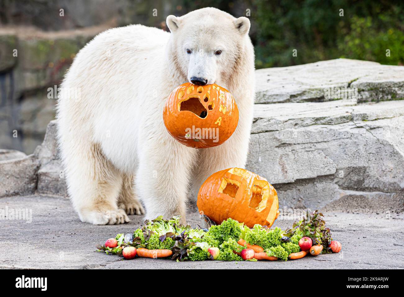 Hanover, Germany. 27th Oct, 2022. Polar bear Nana carries a pumpkin filled with food in her mouth in her enclosure at the Adventure Zoo a few days before Halloween. Credit: Moritz Frankenberg/dpa/Alamy Live News Stock Photo