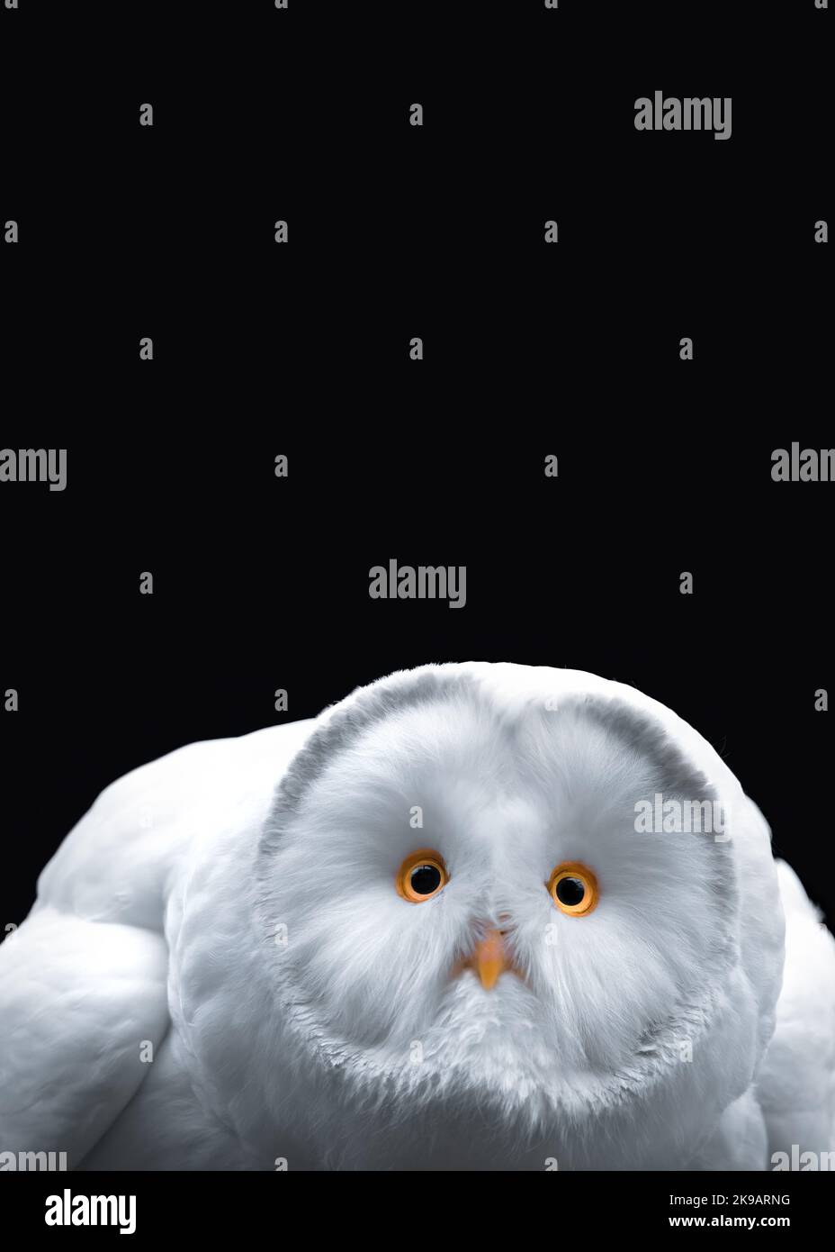 Close-up of a white owl with yellow eyes and beak, black background, minimalism, copy space, vertical Stock Photo